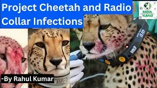 Project Cheetah and Radio Collar Infections | UPSC 🔥