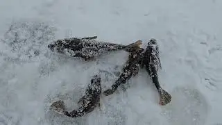 рыбалка 🐟 на Ротана