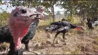 Eksklusif video TURKEY RUN Kurkachilik sohasi juda qiziq tomosha qiling foydali 🦃 qishloq hayoti🦃
