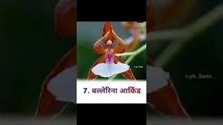 दुनिया की सबसे अजीब फूल 🌹weirdest flower in the world gk