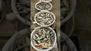 PASAR IKAN SINGAPORE - PELABUHAN NELAYAN DI JURONG
