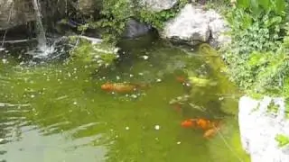 Gros poissons rouges