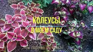 #колеус