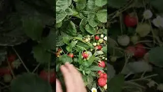 Сорт Эви очень потенциальный сорт для Дальнего Востока.