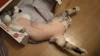 Последний день в попонке