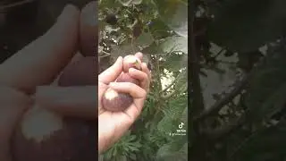 black figs. #shorts  #figs #tamazirt #shortsfeed #2022 #maroc  #shortsyoutube