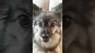 Пожелайте агуше удачи.. #music #tiktok #интересное #смешное #roblox #агуша #любимая #рекомендации