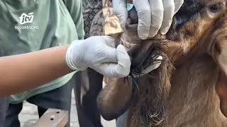 28 Dokter Hewan Akan Cek Kesehatan Kurban Sebelum dan Pasca Disembelih