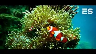 Underwater [Cinematic Video] Deep Relaxing Music