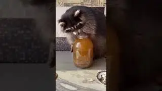 Енот пьет квас
