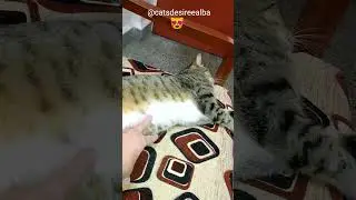 peliculas completas en español latino | cat vlog |🐾 #shorts #youtubeshorts #cat #yt