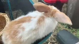 Lops and Lionheads