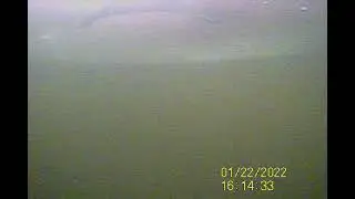 Форель под льдом