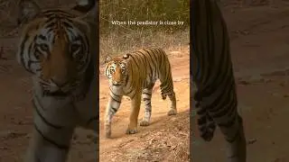 Deers Vs Tiger movement  | Is it a chase or territory walk ? #ClickATale