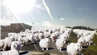 Some of the Dumbest Sheeple I Have Ever Seen on the Road!!!!