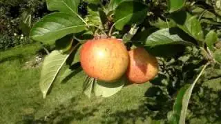 Apple variety James Grieve