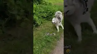 Why You Should WALK The Dog EVERY Day! 😭 #dog #shorts #doglover