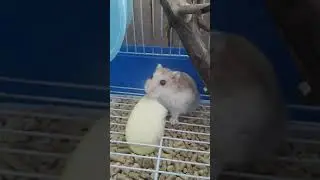 Хомяк ест яблоко