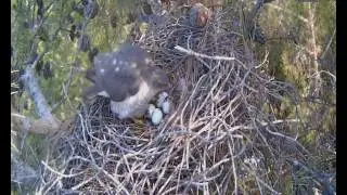 Yuva Malzemesi Taşıma - Bringing Nest Material