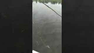 Любимые браконьеры 