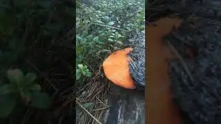 Пинкопорус Киноварно-красный (трутовик)