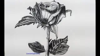 How to draw realistic rose with pencil | Rose Drawing tutorial step by step | Pencil sketch