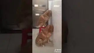 Псы стыдятся!