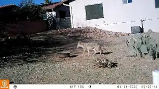 We see mama javelina and babies, some coyote, a muledeer doe and a special guest at the end 01202026