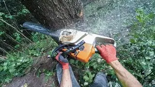 Felling a big stick