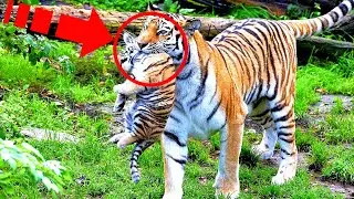 The tiger saw the orphaned cubs. Scientists almost went crazy when they saw what he did!