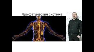 Лимфатическая система человека – её строение, функции и нарушения