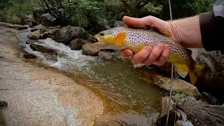 Stream Trout Fishing | Goldy Tiny Minnow
