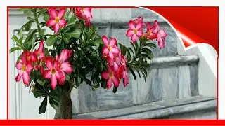 9 Unusual Houseplants To Grow 🛋️