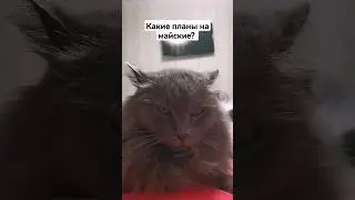 Куда поедишь отдыхать? 😄 #юмор #прикол #cat #жиза