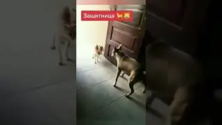 Funny Kots and dogs #shorts #obuna #bo'ldim