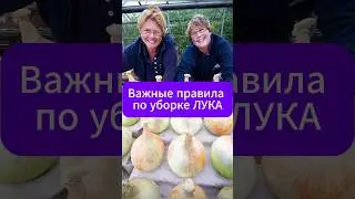 ВАЖНЫЕ правила при уборка лука!  #дача #огород #лук #сборурожая
