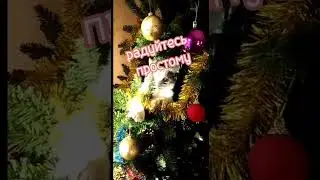 Новогоднее поздравление от нас с Пушей 😄😽🌲 #искусствожить