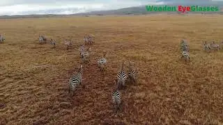 Zebra – The Black and White Animal | Episode - 02