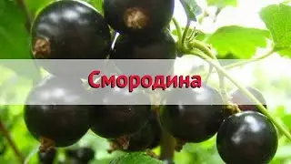 Смородина обыкновенная 🌿 Обзор: посадка и уход. саженцы смородины : описание и особенности