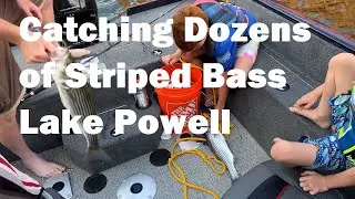 Striped Bass Everywhere at Lake Powell
