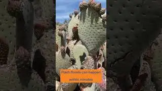 Super bloom etiquette and Leave No Trace