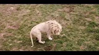 Танец львицы. Парк 
