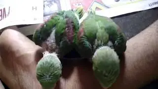 Indian Alexandrian Baby Parrots Play