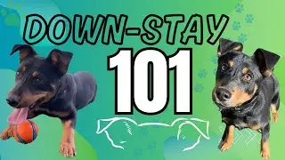 If anything, do THIS with your dog!