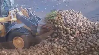 Energierüben waschen mit einem Durchsatz von  bis zu 100 t in der Stunde