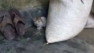 cat family
