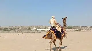 Camel 🐫🐪🐫🐪 raining romance desert animal