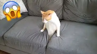 Cat Memes: Funniest Animals 2023 🤣 Funny Cats 😂 Drawing Memes