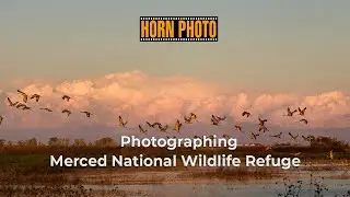 Merced Wildlife Refuge - A wildlife photography excursion