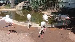 flamingos 🦩🦩🦩#short # naturelover